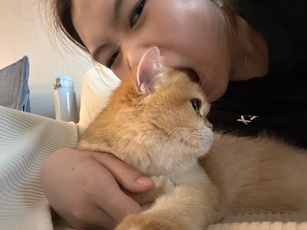 A close-up cuddle with an orange and white cat